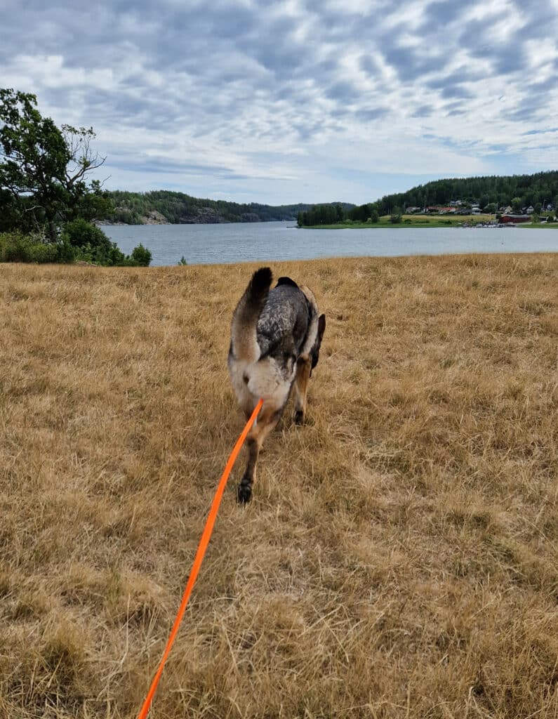 spårhund